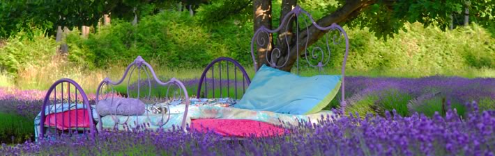 Lavender beds